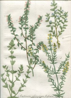 1739年 Weinmann 花譜 N.499 ハマウツボ科 コゴメグサ属 2種 オドンチテス属 2種 Euphrasia