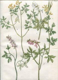 1739年 Weinmann 花譜 N.520 ケシ科 キケマン属 Fumaria 5種
