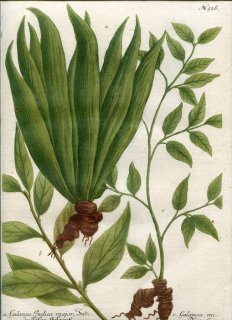1742年 Weinmann 花譜 N.526 ショウガ科 ハナミョウガ属 Galanga 3種 ナンキョウ コウリョウキョウ