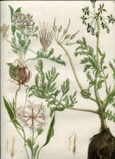1742年 Weinmann 花譜 N.541 フウロソウ科 テンジクアオイ属 フウロソウ属 Geranium 3種