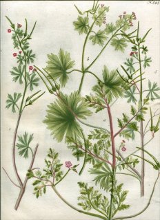 1742年 Weinmann 花譜 N.545 フウロソウ科 フウロソウ属 Geranium 4種