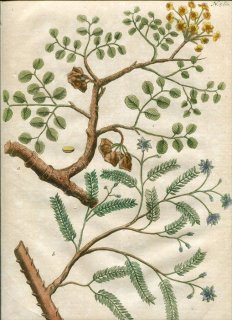 1742年 Weinmann 花譜 N.560 ハマビシ科 ユソウボク Guajacum 2種 リグナムバイタ
