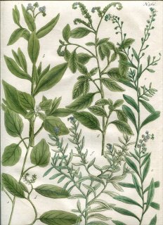 1742年 Weinmann 花譜 N.566 ムラサキ科 キダチルリソウ属 Heliotropium 7種