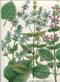 1742年 Weinmann 花譜 N.580 シソ科 ホルミヌム属 サルビア属 Horminum 6種