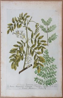 1737年 Weinmann 花譜 N.11 マメ科 アカシア属 ハリエンジュ属 Acacia ニセアカシア