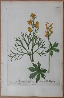 1737年 Weinmann 花譜 N.23 キンポウゲ科 トリカブト属 Aconitum 2種