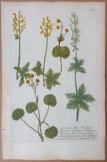 1737年 Weinmann 花譜 N.24 キンポウゲ科 トリカブト属 Aconitum 3種 キンポウゲ属 2種