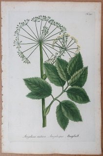 1737年 Weinmann 花譜 N.130 Angelica sativa セリ科 シシウド属 セイヨウトウキ