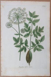 1737年 Weinmann 花譜 N.132 セリ科 シシウド属 Angelica flore luteo
