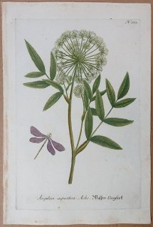 1737年 Weinmann 花譜 N.133 セリ科 シシウド属 Angelica aquatica ache
