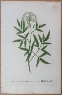 1737ǯ Weinmann  N.134  ° Angelica palustris vel sion