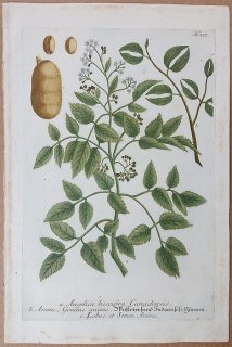 1737年 Weinmann 花譜 N.137 セリ科 シシウド属 Angelica baccifera canadensis