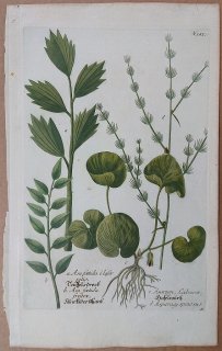 1737年 Weinmann 花譜 N.181 セリ科 アサフェティダ ウマノスズクサ科 オウシュウサイシン キジカクシ科 クサスギカズラ属