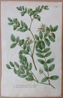 1737年 Weinmann 花譜 N.197 マメ科 ゲンゲ属 Astragalus 2種