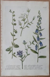 1739年 Weinmann 花譜 N.292 キキョウ科 ホタルブクロ属 Campanula 4種