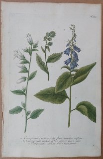 1739年 Weinmann 花譜 N.293 キキョウ科 ホタルブクロ属 Campanula 3種