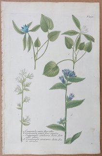 1739年 Weinmann 花譜 N.294 キキョウ科 ホタルブクロ属 Campanula 4種