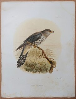 1876ǯ Grandidier ޥμ Pl.66 å å° ۥȥȥ Cuculus poliocephalus