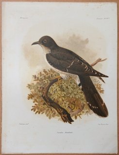 1876年 Grandidier マダガスカルの自然史 Pl.66a カッコウ科 ハシブトカッコウ属 ハシブトカッコウ Cuculus audeberti