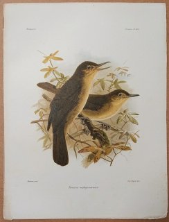 1879年 Grandidier マダガスカルの自然史 Pl.123 テトラカヒヨドリ科 テトラカヒヨドリ属 テトラカヒヨドリ Bernieria madagascariensis