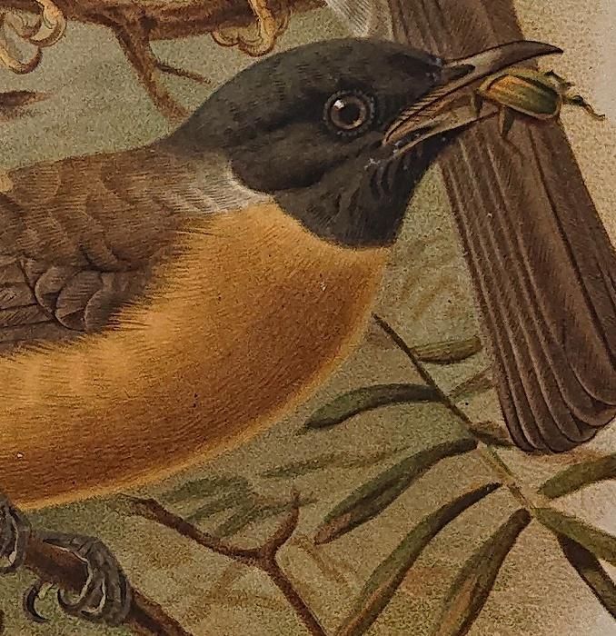 1879年 Grandidier マダガスカルの自然史 Pl.141 ヒヨドリ科