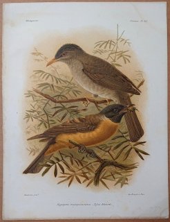 1879年 Grandidier マダガスカルの自然史 Pl.141 ヒヨドリ科 クロヒヨドリ オオハシモズ科 マダガスカルヒヨドリ