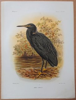 1881年 Grandidier マダガスカルの自然史 Pl.225a サギ科 コサギ属 クロコサギ Ardea ardesiaca