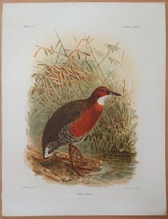 1881年 Grandidier マダガスカルの自然史 Pl.232 クイナ科 ノドジロクイナ属 ノドジロクイナ Rallus gularis