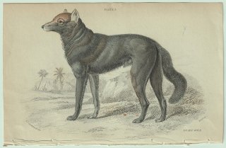 1839年 Jardine Naturalist's Library 哺乳類 イヌ科 Pl.3 イヌ属 ネブラスカオオカミ Dusky Wolf