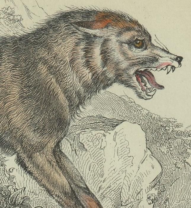 1839年 Jardine Naturalist's Library 哺乳類 イヌ科 Pl.4 イヌ