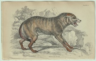 1839年 Jardine Naturalist's Library 哺乳類 イヌ科 Pl.4 イヌ属 メキシコオオカミ Mexican Wolf