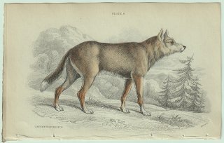 1839年 Jardine Naturalist's Library 哺乳類 イヌ科 Pl.6 イヌ属 メキシカンコヨーテ Caygotte of Mexico