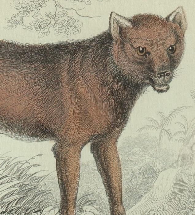 【希少！】イヌの博物図鑑／アーダーム・ミクローシ(著) イヌの博物図鑑 | アーダーム・ミクローシ, 小林 朋則 |本