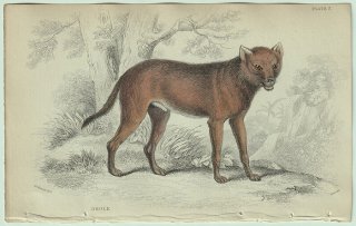 1839年 Jardine Naturalist's Library 哺乳類 イヌ科 Pl.7 ドール属 ドール Dhole アカオオカミ