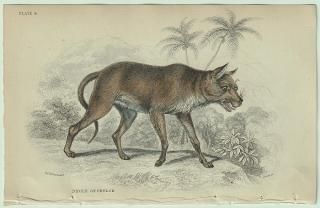 1839ǯ Jardine Naturalist's Library Ӯ ̲ Pl.8 ɡ° ɡ Dhole of Ceylon