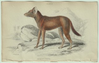 1839年 Jardine Naturalist's Library 哺乳類 イヌ科 Pl.9 ドール属 ドール Dhole of Sumatra