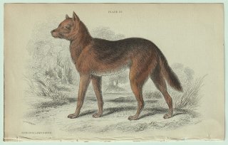 1839ǯ Jardine Naturalist's Library Ӯ ̲ Pl.10 ° ǥ New Holland Dingo