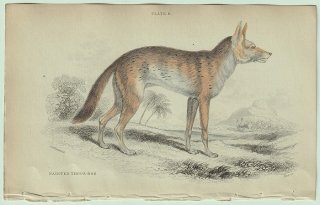 1839年 Jardine Naturalist's Library 哺乳類 イヌ科 Pl.11 イヌ属 キンイロジャッカル Painted Thous-Dog
