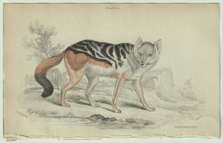 1839年 Jardine Naturalist's Library 哺乳類 イヌ科 Pl.12 イヌ属 セグロジャッカル Cape Thous-Dog