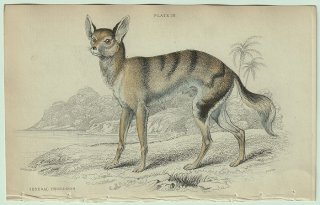 1839年 Jardine Naturalist's Library 哺乳類 イヌ科 Pl.13 イヌ属 アフリカンゴールデンウルフ Senegal Thous-Dog