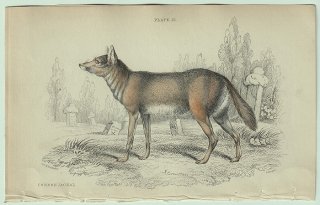 1839年 Jardine Naturalist's Library 哺乳類 イヌ科 Pl.15 イヌ属 キンイロジャッカル Common Jackal