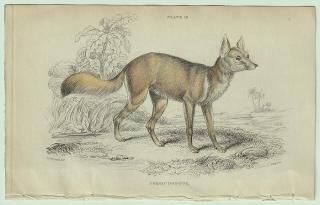 1839ǯ Jardine Naturalist's Library Ӯ ̲ Pl.16 ĥ° åĥ Corsac Dog-Fox