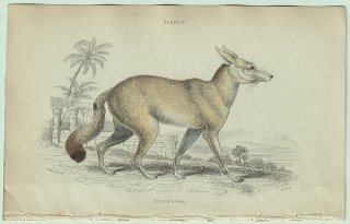 1839年 Jardine Naturalist's Library 哺乳類 イヌ科 Pl.17 キツネ属 オジロスナギツネ Pale Dog-Fox