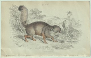1839ǯ Jardine Naturalist's Library Ӯ ̲ Pl.18 Turkish Dog-Fox