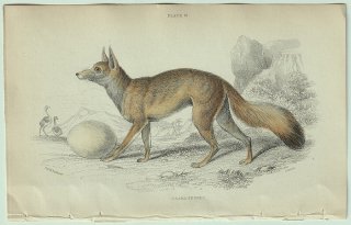 1839年 Jardine Naturalist's Library 哺乳類 イヌ科 Pl.19 キツネ属 ケープギツネ Caama Fennec