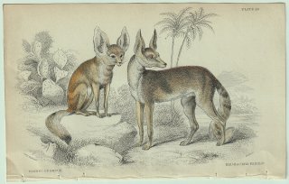 1839年 Jardine Naturalist's Library 哺乳類 イヌ科 Pl.20 キツネ属 フェネック Red-Backed Fennec