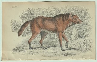 1839年 Jardine Naturalist's Library 哺乳類 イヌ科 Pl.21 タテガミオオカミ属 タテガミオオカミ Maned Aguara