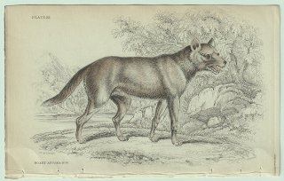 1839年 Jardine Naturalist's Library 哺乳類 イヌ科 Pl.22 スジオイヌ属 スジオイヌ Hoary Aguara-Dog