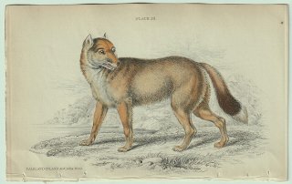 1839年 Jardine Naturalist's Library 哺乳類 イヌ科 Pl.23 クルペオギツネ属 フォークランドオオカミ 絶滅動物