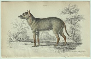 1839年 Jardine Naturalist's Library 哺乳類 イヌ科 Pl.25 カニクイイヌ属 カニクイイヌ Crabodage or Surinam Aguara-Dog